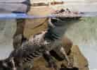 動物図鑑・ヨウスコウワニの写真 12